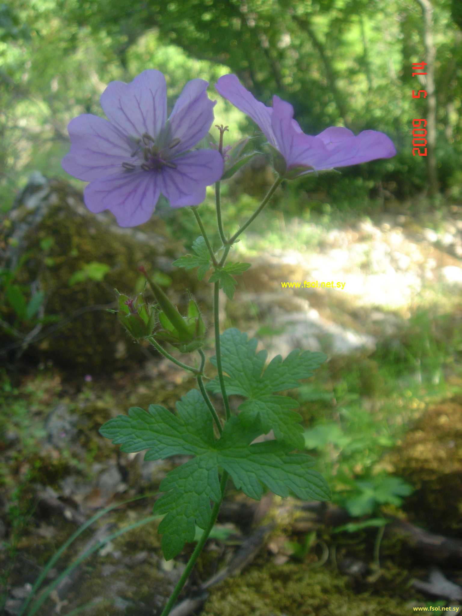 Geranium libani Davis